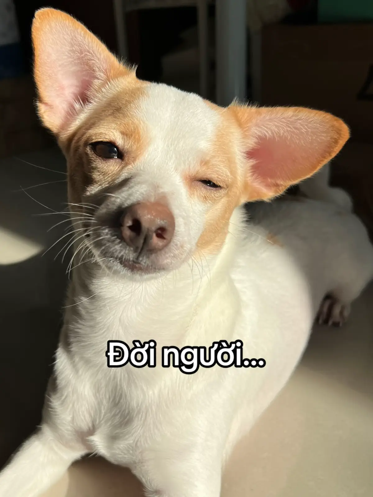 sốnk chên đời đừng hặn thùi làm chj, đừnk bon cken lam ji cho đơi thêm khô? lụ cười kia mơi la lìu thuốc sổ xua tan ưu phìn và xó sạch nìm đao! #divabachtuyet #fyp #dog #quotes #postcard 