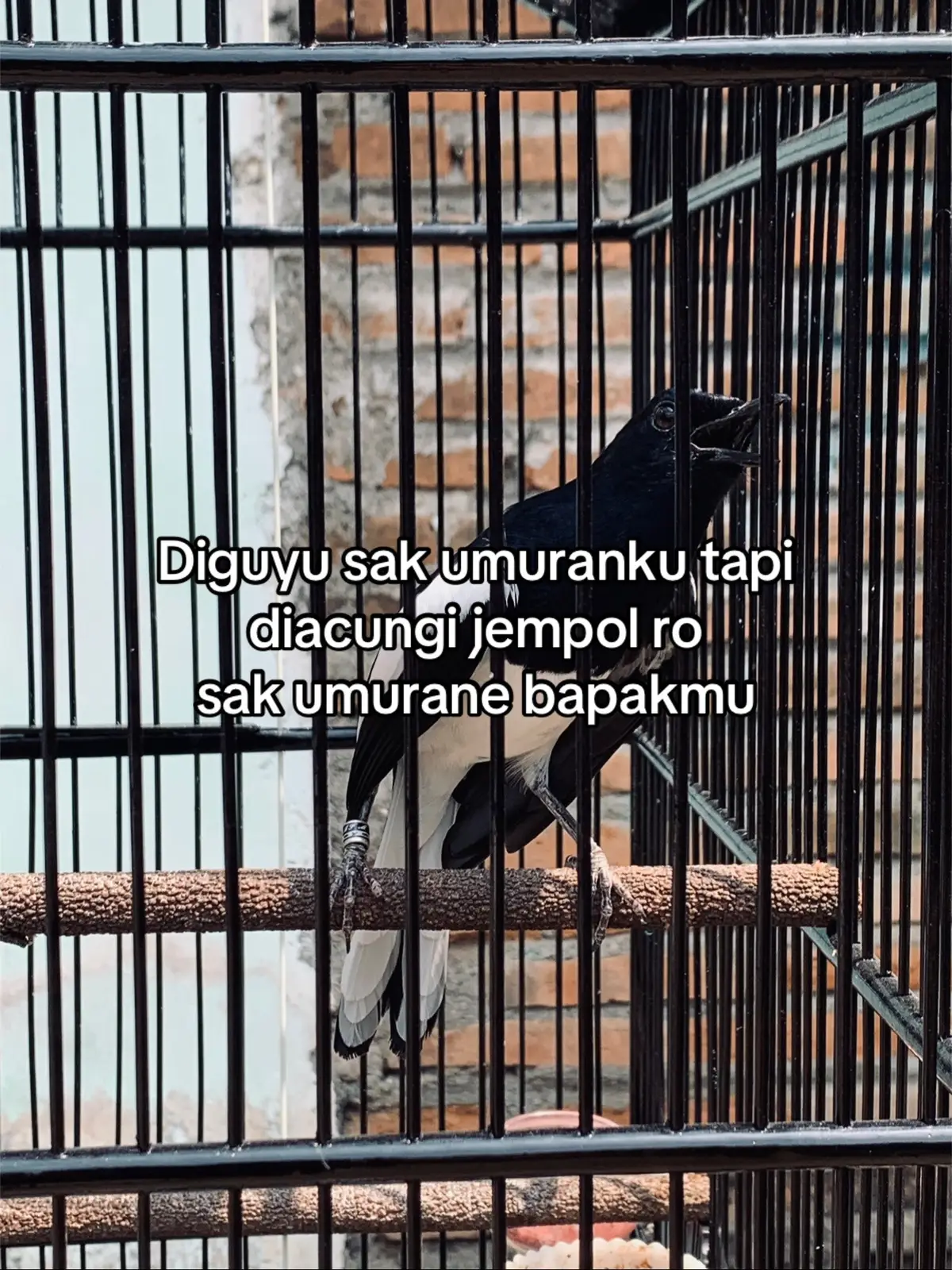 🥰🥰#kacermania #kacerprestasi #kacerjuara #kacermaniaindonesia #fypシ 