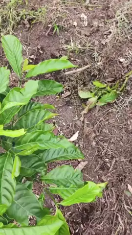 Nak Gerak Kah Ame Abis Li Seandainye Dikde Kah Ngude😮‍💨😆 #Petanikopi #petanimuda #Fyp #foryouu #petaniindonesia🇮🇩🇮🇩🇮🇩🌿🌿 