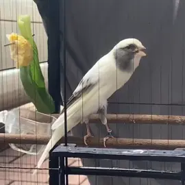 F1ys panda  #berhakbahagia #burunggacor #burungkenari #kenari #kenarimaniaindonesia 