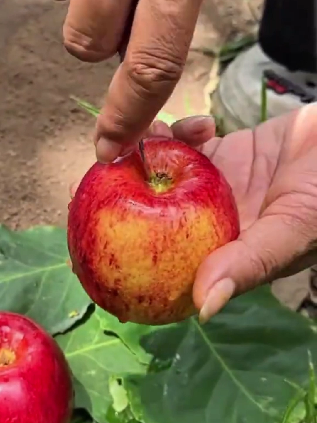 🍎 De una simple semilla a una nueva vida 🌱 Hoy te muestro cómo plantar una manzana usando un truco natural con un huevo y un vaso. ¡En pocos días ya tendrá raíces listas para el trasplante! 🌞✨ Cuida tu jardín con amor y verás cómo la naturaleza te sorprende 💚 #JardineríaNatural #PlantasConAmor #HuertoEnCasa #CultivaConmigo #TrucosDeJardinería 🌿