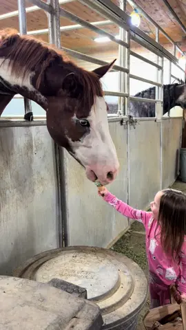 “No share, No Fair!” #viral #horsetok #fyp #horse #foal honestly I was laughing watching the replay of this as I was editing. She was a hoot giving her nighttime Kones in her jam jams! 