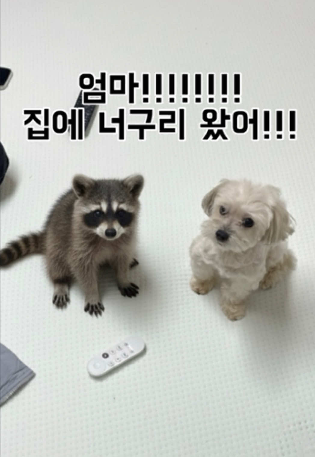 엄마!!!! 집에 너구리 왔어!!!!! #몰래카메라 #너구리몰래카메라 #너구리 #ai