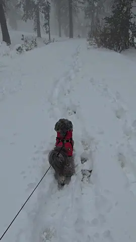 Nuestra primera nevada de la temporada