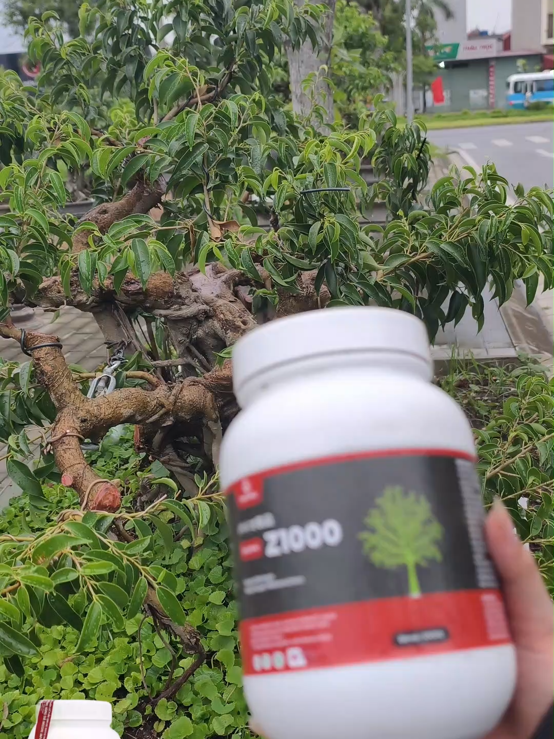 Apakah bonsai kamu sedang tumbuh dengan sangat baik?#dasshuz1000 #pupukjepang #bolotani #bonsaiindonesia #bonsai