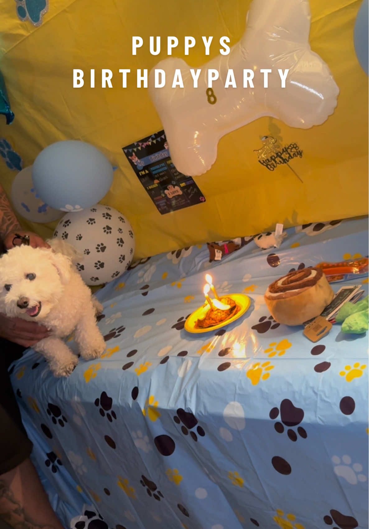 she’s so extra I love it and now even more knowing we have a puppy that plays with nene too, but we went to a puppy party today and we like to say they’re brothers but es mi cuñadito nene 🐶😂  #fyp #goldendoodle #bichonfrisé #puppytok #neneturns8 