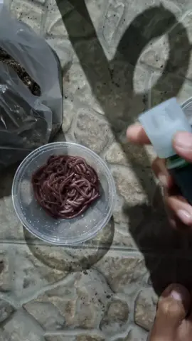 gacor menn #essennila #nila #mancing #fyp 