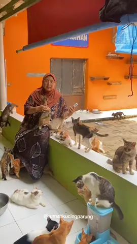 Alhamdulillah, semua kucing di sini kalau untuk makanan disediakan selalu 24 jam #rumahkucingparung #shelter