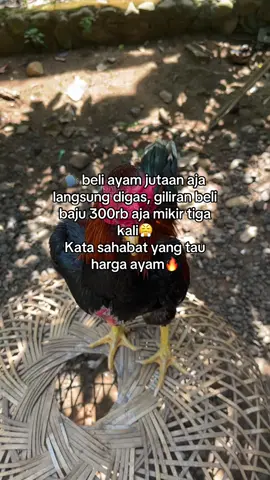 Wangkas jr yang ada di teman sendiri😍 #ayambangkok #ayamhobby #bangkokthailand #pakhoy #fyppppppppppppppppppppppp 