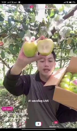 พุทรานมสดเบอร์ใหญ่