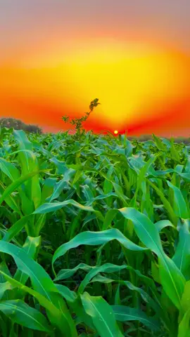 #pindawale #پنڈاں_والے #ساڈا_پنجاب #foryou #Viral #1millionviews 