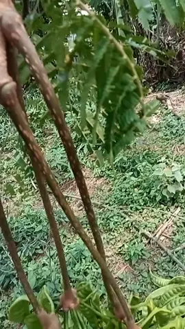 buah PTE ga ada habis nya,ni btah di peluk Mulu kang duda pohon nya,buah nya grobolan terus,,😅😅👍