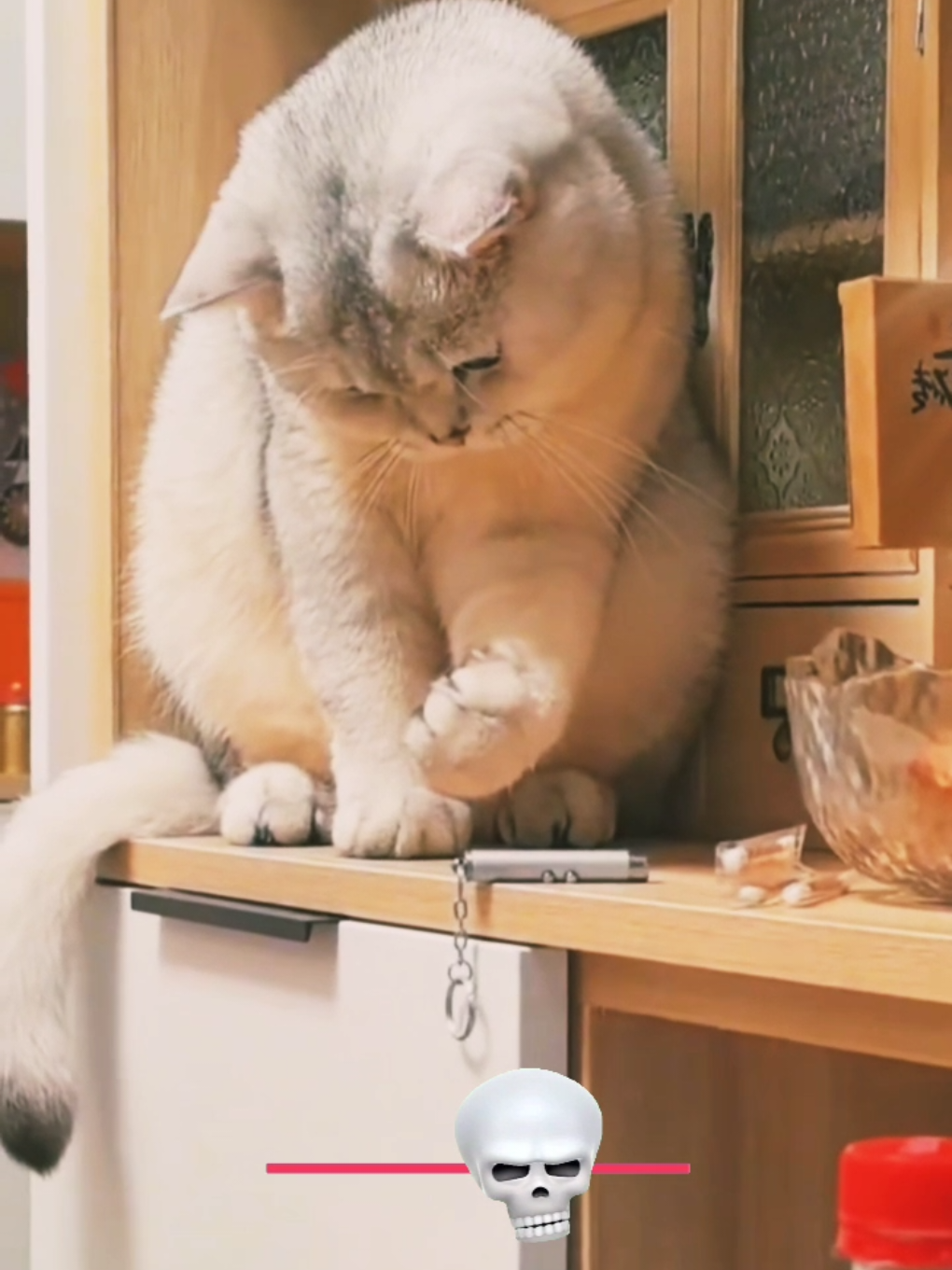 actor cat #cat #catlover #cut 