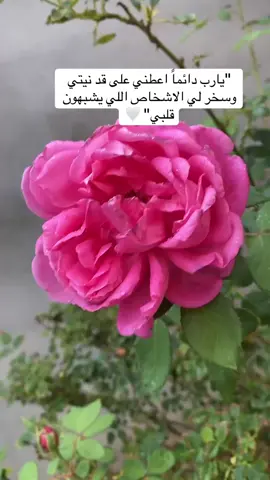 #صباحكم_سعادهـ🌸🍃 #اكسبلورexplore_o 