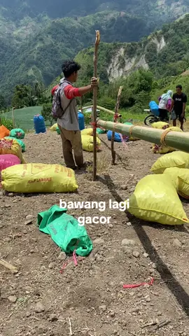 #petanimudah#bawangmerahindonesia🇮🇩🇮🇩 ####
