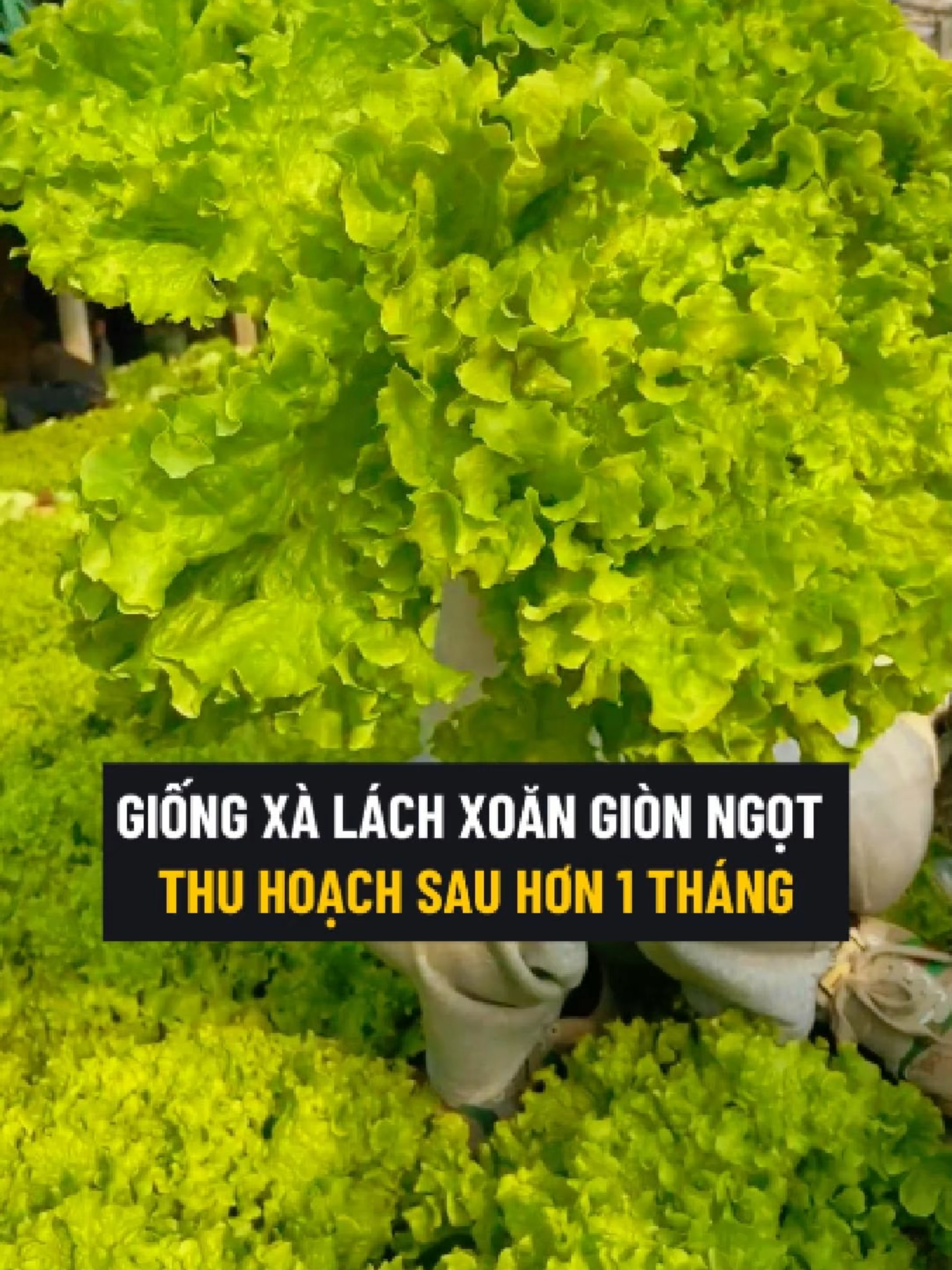 Giống Xà Lách Xoăn Giòn Ngọt Thu Hoạch Sau Hơn 1 Tháng #xalach #xalachxoan #hatgiong #hatgiongxalachxoan #trongrau #trongxalachxoan