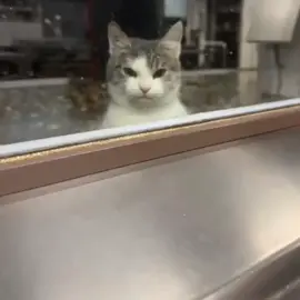 yo siempre #catlovers #cat #parati #cats 