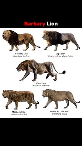 The Barbary Lion Most Powerful Lion #lion #unfreezmyaccount #plzdonotunderreviewmyvideo #music #viralvideo 