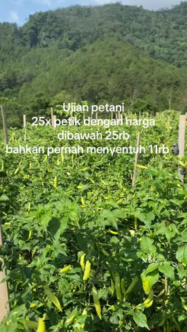 Semoga tahun depan harga bersahabat dengan petani🤲🏻 #petani #petaniindonesia🇮🇩🇮🇩🇮🇩🌿🌿 #petanicabe #petanimilenial #petanimuda #petanicabai #hargacabe #hargacaberawit 