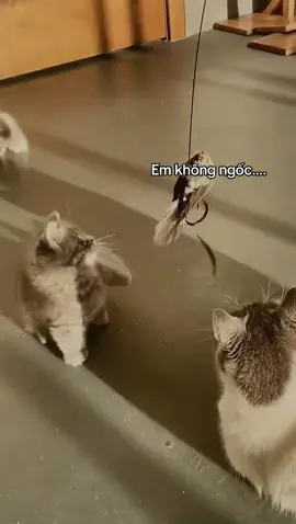 K cần tranh dành, dù chỉ là bóng miễn là của riêng mình là được #vetchualanh #meodethuong 