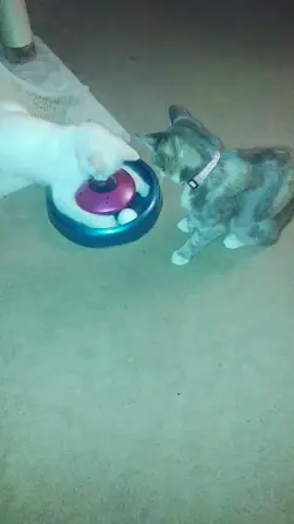 #fypシ #kitty #BestFriends #cattok #meredithgrey  and faith 🐈💕