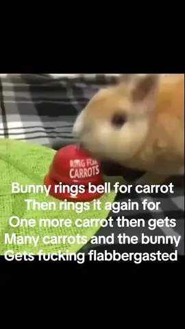 SO SCARY #bunnies #WOW #AWSOMESAUCE @♡ @𝓜ིྀ🦕 @Checkmate 