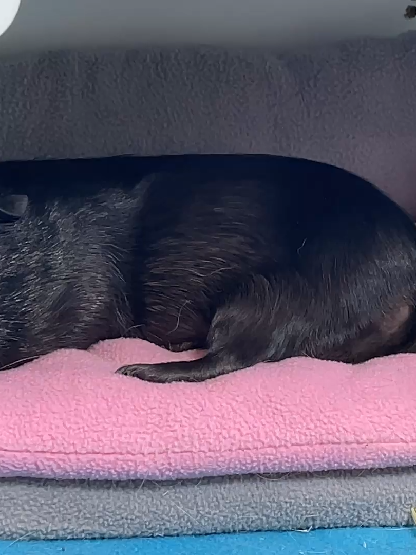 Guinea Pig Sings of Illness