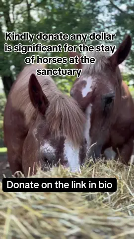 Kindly support our animals by donating on the link on our bio for feeds and vet bills. @collinehorse sanctuary#usa #horsesoftiktok #rescued #treatments #homeofhorses 