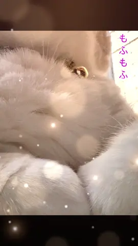 冬毛生え替わり中😺 #ねこ #cat #癒し #もふもふ