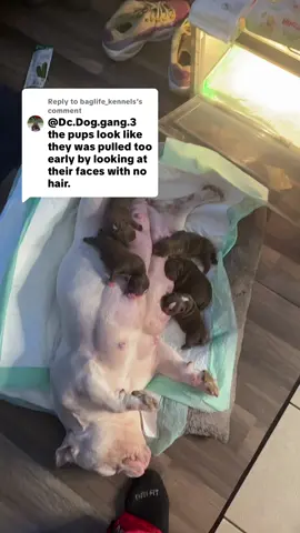 Replying to @baglife_kennels 