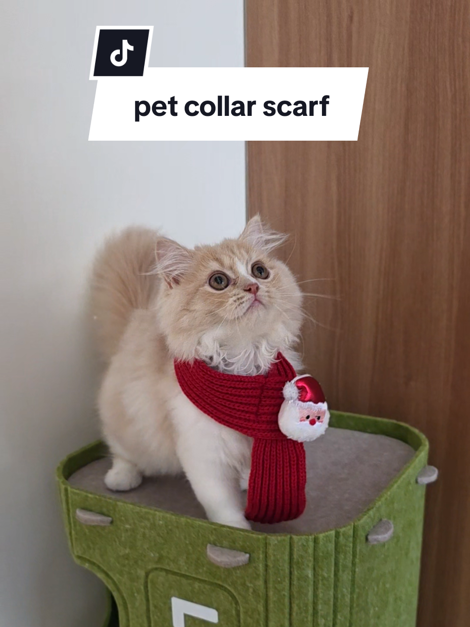 cutie sami sa christmas pet collar scarf nya 🤭 #petcollar #catcollar #petchristmas #catchristmas #petclothes 