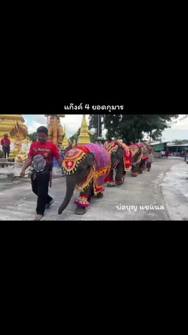 ✨ ขบวนแห่ช้างเด็ก 4 ยอดกุมาร ✨ อุ๋งอิ๋ง บ่อบุญ มีชัย และพรรษา ร่วมขบวนแห่พัดยศด้วยชุดทรงช้างงดงาม สง่างามสะท้อนศรัทธาในประเพณีไทย 💖 โดยเฉพาะสองสมาชิกใหม่ มีชัย & พรรษา งานแรกในชีวิตก็สร้างความประทับใจแก่ทุกสายตาอย่างแท้จริง 🙏 #4ยอดกุมาร #ชุดทรงช้าง #ช้างแห่งานพิธีมงคลต่างๆ #บ่อบุญแชแนล 