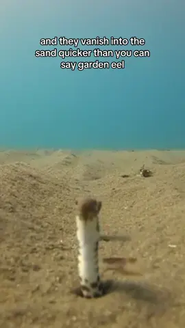 Garden eels are so adorable and fun to watch don’t you agree? If you find sea creatures fascinating then follow me! #seacreatures #foryou #eel #EduTok #fyp 