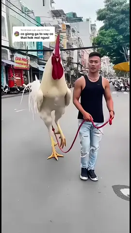 Trả lời @Cô Thắm AI Chicken 🤣 #chicken #chickenfarm #gà #fyp #viral  @CHICKEN FARM  @CHICKEN FARM  @CHICKEN FARM 