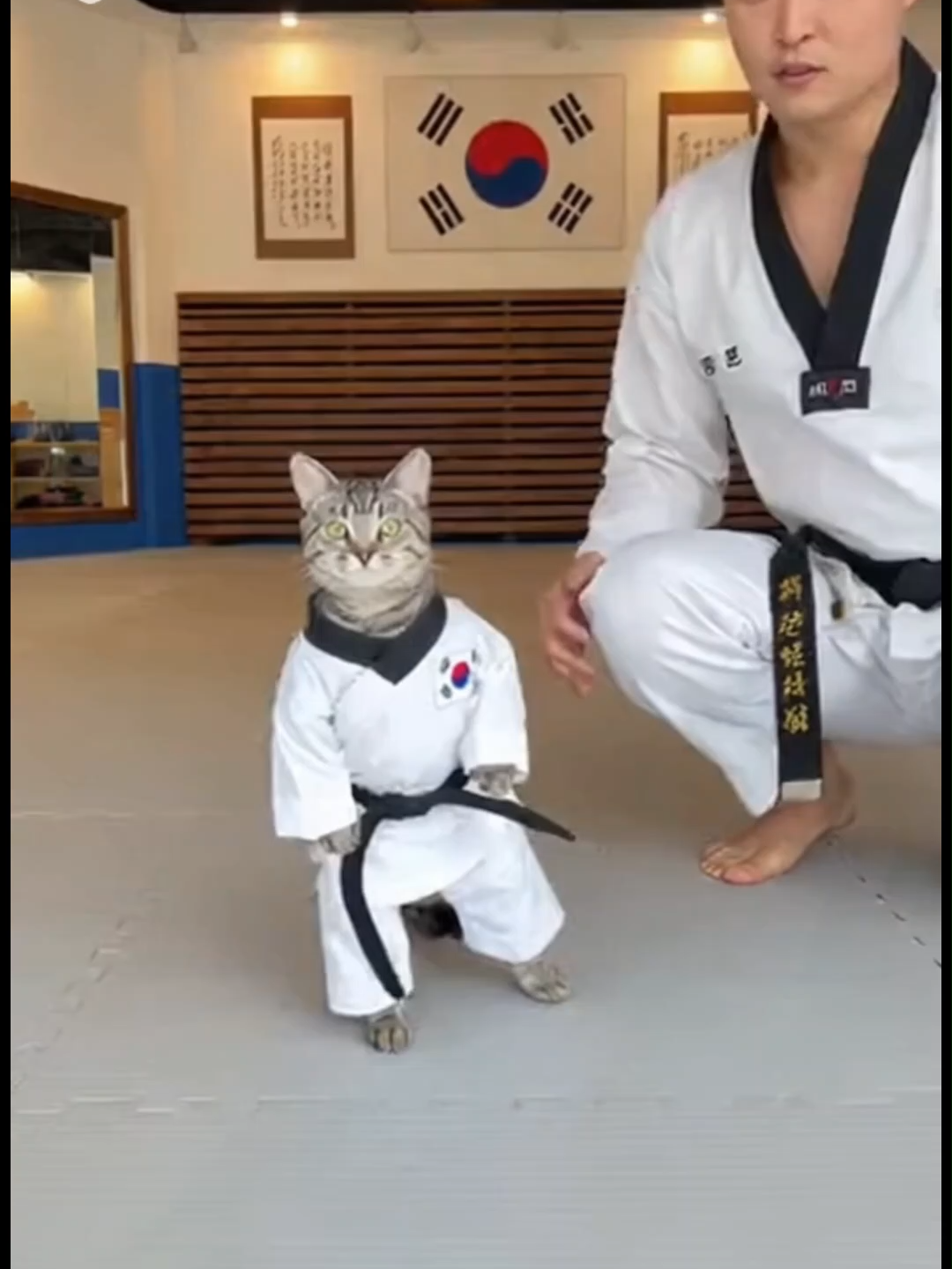 고양이 품새자세는 이런거다냥~~ #고양이 #ai #cat # 태권도