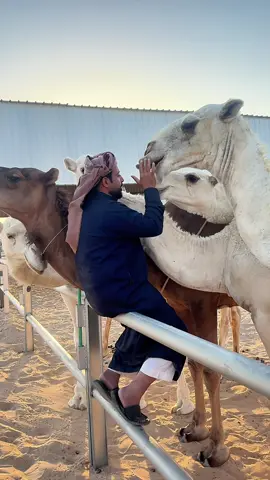 #creatorsearchinsights #الابل_عطايا_الله_عشاق_البداوة_🐪😍 #پنڈاں_والے🔥💪 #السعودية #بدوي 