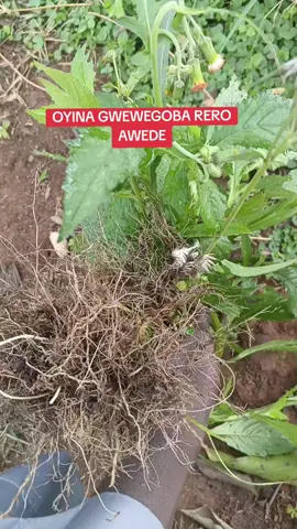 OYINA GWEWEGOBA RERO AWEDE#foupyoupage #mulongo #follower #germany🇩🇪 #fyppppppppppppppppppppppp 