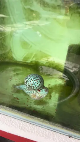 May bibili ba dito ng 250? #fyp #v #fishkeeping #flowerhorn #kzzperl 