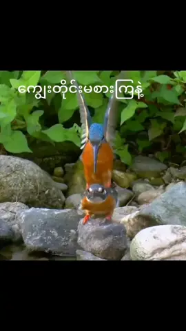 မုန့်လိုက်ကျွေးအုံဆိုရင်တော့