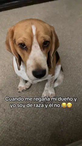 Hay niveles 🐶😂 #beagle #beaglepuppy #dogsofttiktok #fyp #hayniveles 