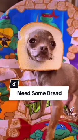 #dog #dogvideos #pet #dogsofttiktok #fyp 