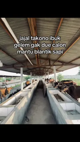 gelem ra yoo#peternaksapiindonesia #foryupege #viral #bossmuda #juragansapilampung 