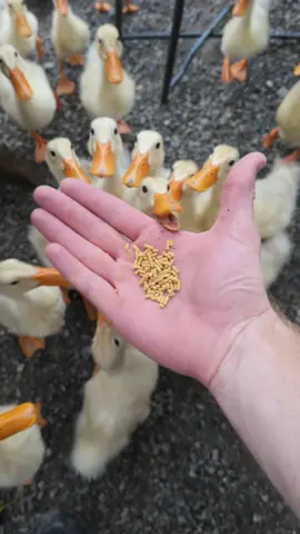 Feeding ducks in Ninh Binh 🦆 #duck #eating #feedingtime #ninhbinh #vietnam 