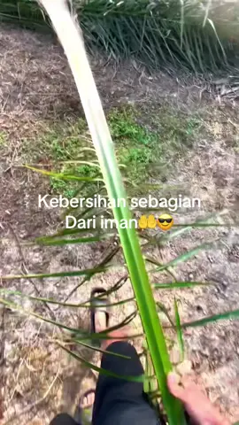 #petanimuda #petanisawitindonesia🇮🇩 #up #masukberandafyp #jambi 