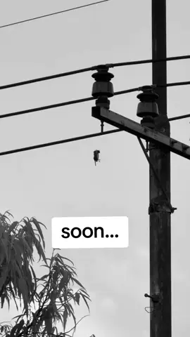 #duet with @Alfarisi16 #burung sweet release coming #sewasyde 