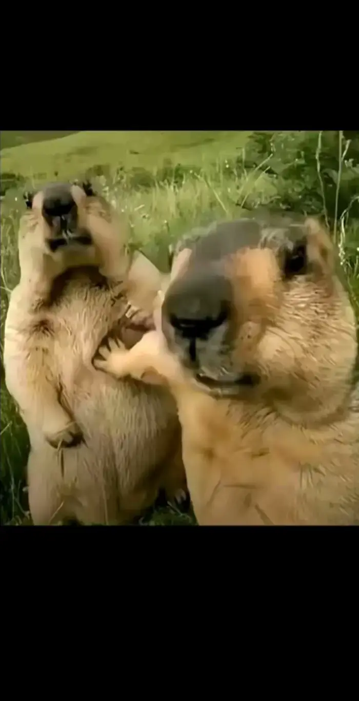 #fyp #algorithm #hot #animegirl #animefyp 