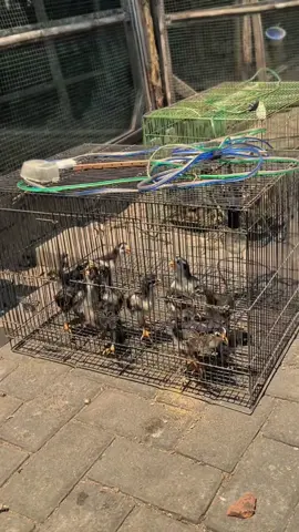 Berjemur 🥵.                                   #anakayambangkok #ayammangon #ayampama #ayampakhoy #ayampakhoy 