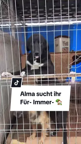 Die tolle Alma hat es aus dem rumänischen Shelter nach Deutschland geschafft und wartet auf einer Pflegestelle darauf, endlich in ihr ganz eigenes Zuhause ziehen zu dürfen ❤️ Und sie hat ganz viel zu geben: Jede Menge Herz, ganz viel Power und das seidigste Fell zum Kuscheln 🥰 ▪️ 62cm groß ▪️ ca. 32kg schwer ▪️ jung, neugierig und lernwillig ▪️ verspielt, verschmust und gut gelaunt ▪️ fährt entspannt Auto und läuft Treppen ▪️ versteht sich gut mit der Ersthündin ▪️ kann als ggf. HSH-Mix Wachsamkeit und Beschützerinstinkt entwickeln und wünscht sich daher klare Regeln und Strukturen.  Alma wartet darauf, sich dir vorzustellen, denn sie überzeugt mit einer unheimlich liebenswerter Art hinter der großen dunklen Fell-Fassade 🖤🐕‍🦺 Aber ist die nicht auch wunderschön 🥰? #Hundevermittlung #Tierschutzhund #AdoptDontShop #PflegestelleGesucht #zuhausegesucht 