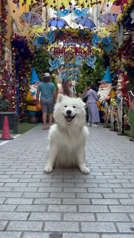 My dog wiggles his ears in Athens 😍 #dog #samoyed #travel #athens #eardance 