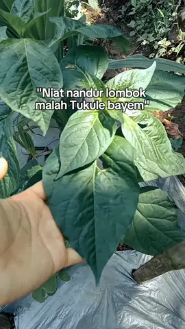 Pye kiii😂🌱🌶️#petaniindonesia🇮🇩🇮🇩🇮🇩🌿🌿 #petanicabeindonesia #petanimuda #ori212🌶️🌶️🌶️🌶️🌶️🌶️ 